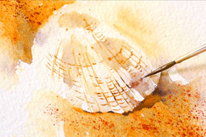 Sea Shell