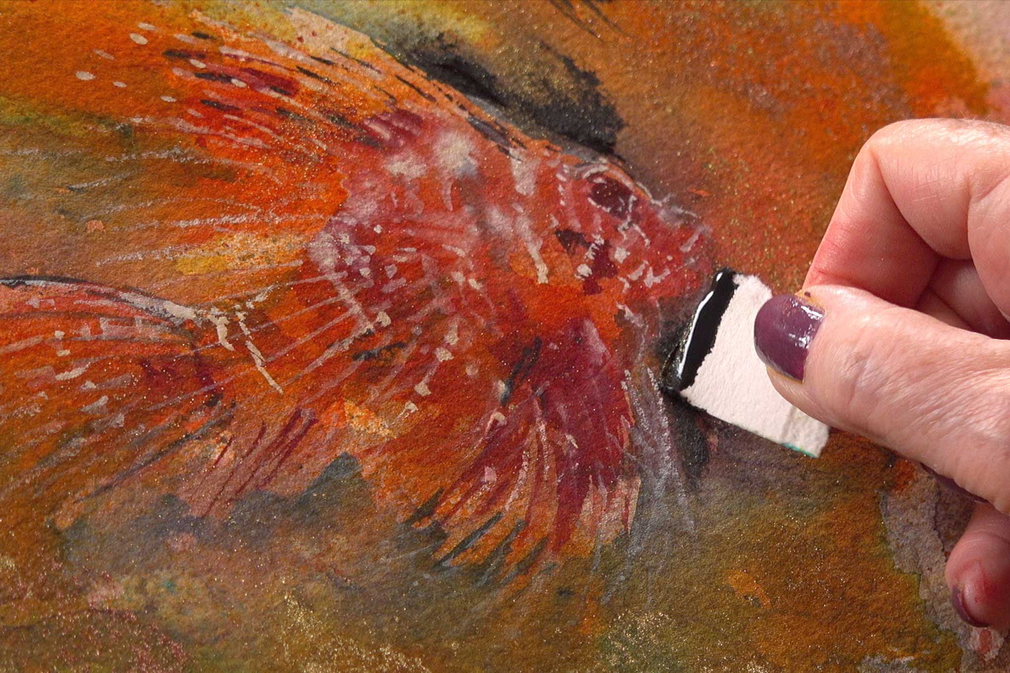 Tropical Fish