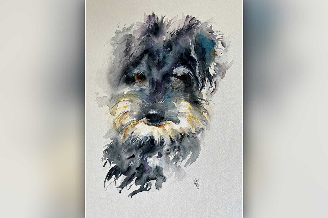 Buzz : Schnauzer