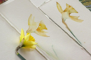 Simple Study : Daffodil