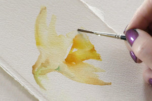 Simple Study : Daffodil