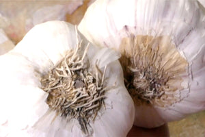 Garlic : Still Life