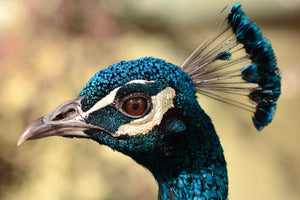 Peacock Head