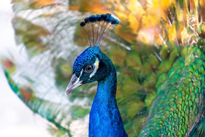 Peacock Head