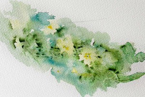 Primroses